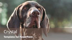  Presentation with pointer - Slides having dog-portrait-german-pointer-outdoor background and a tawny brown colored foreground