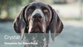  Presentation with pointer - PPT layouts featuring dog-portrait-german-pointer-outdoor background and a gray colored foreground