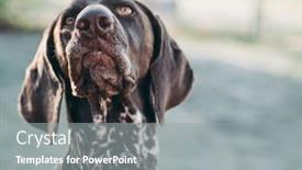  Presentation with pointer - Cool new slides with dog-portrait-german-pointer-outdoor backdrop and a gray colored foreground