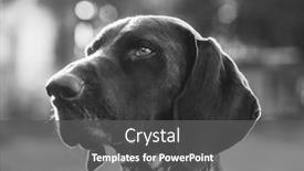  Presentation with pointer - Theme enhanced with dog-portrait-german-pointer-outdoor background and a dark gray colored foreground