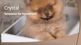  Presentation with beautiful scenery of kuala lumpur - PPT theme consisting of dog print - beautiful spitz pomeranian background and a coral colored foreground