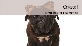  Presentation with boxer dog - Colorful presentation enhanced with dog print - close up of adorable boxer backdrop and a light gray colored foreground