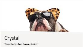  Presentation with bully - PPT theme having dog print - head of funny american bully background and a white colored foreground