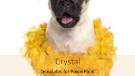  Presentation with hawaiian - Beautiful presentation theme featuring dog pug sitting wearing a hawaiian lei isolated on white backdrop and a yellow colored foreground