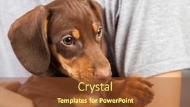  Presentation with dachshund - PPT layouts consisting of dog puppy breed dachshund on hand of a boy teenager and his pet background and a tawny brown colored foreground