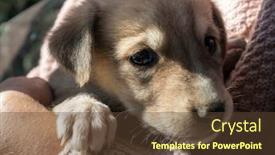  Presentation with cute christmas pug puppy dog - Amazing slide set having dog puppy breed dachshund backdrop and a tawny brown colored foreground