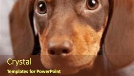  Presentation with dachshund - PPT theme having dog-puppy-breed-dachshund background and a  colored foreground