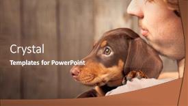  Presentation with dachshund - Audience pleasing PPT layouts consisting of dog puppy breed dachshund on the shoulder of a boy a teenager and his pet sad backdrop and a tawny brown colored foreground