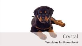  Presentation with puppy - Audience pleasing slides consisting of dog-puppy-isolated-on-white backdrop and a lemonade colored foreground