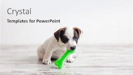  Presentation with puppy - PPT layouts featuring dog-puppy-playing-with-toy background and a  colored foreground