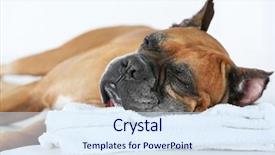  Presentation with relaxing - Cool new slide set with dog relaxing on massage table on light background backdrop and a sky blue colored foreground