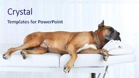  Presentation with train - PPT layouts having funny train - dog relaxing on massage table background and a sky blue colored foreground