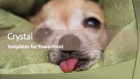  Presentation with aztecs blanket - Slide set having dog rescue - chihuahua in a blanket background and a coral colored foreground