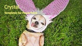  Presentation with tongue - Presentation theme enhanced with dog rescue - cute chihuahua laying background and a tawny brown colored foreground