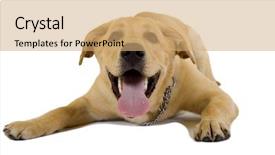  Presentation with puppy - PPT theme with dog rescue - funny picture of a labrador background and a coral colored foreground