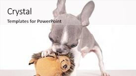  Presentation with rescue - Beautiful PPT theme featuring dog rescue - photo of a cute french backdrop and a white colored foreground