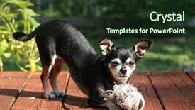  Presentation with tiger - Colorful PPT theme enhanced with dog rescue - tiny chihuahua playing with his backdrop and a tawny brown colored foreground
