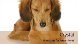  Presentation with dachshund - Slide set featuring dog resting - long haired miniature dachshund laying down resting isolated on white background background and a gold colored foreground