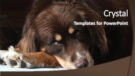  Presentation with husky - PPT theme consisting of dog resting on an area background and a wine colored foreground