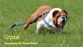  Presentation with leash - Audience pleasing PPT theme consisting of dog running - english bulldog running backdrop and a  colored foreground
