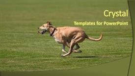  Presentation with happily married couples - Slides featuring dog running happily across green background and a  colored foreground