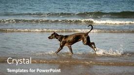  Presentation with running - Colorful presentation theme enhanced with dog-running-on-the-beach backdrop and a gray colored foreground