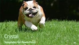  Presentation with running - Colorful PPT theme enhanced with dog running towards viewer - bulldog backdrop and a tawny brown colored foreground