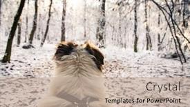  Presentation with pine forest - Cool new slide deck with dog-s-head-in-beautiful backdrop and a mint green colored foreground