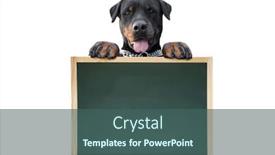  Presentation with dog - Colorful presentation design enhanced with dog-s-message-isolated backdrop and a ocean colored foreground