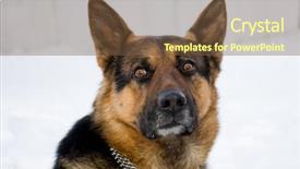  Presentation with sheepdog - Slides with dog service - sheepdog on snow background background and a  colored foreground