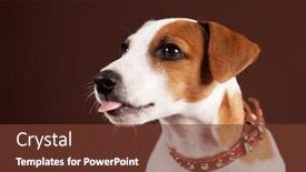  Presentation with tongue - Colorful slide deck enhanced with dog shows tongue fun puppy backdrop and a tawny brown colored foreground