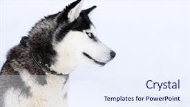  Presentation with dog sled - Cool new PPT layouts with dog siberian husky backdrop and a sky blue colored foreground