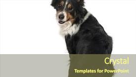  Presentation with border - Slides with dog sitting and looking back background and a tawny brown colored foreground