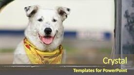  Presentation with water fuelled car - Beautiful slide set featuring dog sitting in a car backdrop and a coral colored foreground
