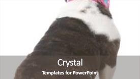  Presentation with dog - Theme enhanced with dog-sitting-looking-away background and a  colored foreground