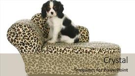  Presentation with radiology dog - Presentation theme with dog sitting on a dog background and a  colored foreground