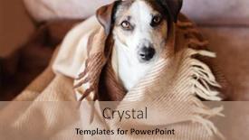  Presentation with pet - Slide set featuring dog-sitting-on-couch background and a coral colored foreground