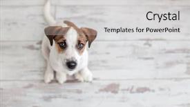  Presentation with russell - PPT theme with dog sitting on wooden floor background and a light gray colored foreground