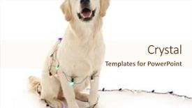  Presentation with cute christmas pug puppy dog - Audience pleasing slides consisting of dog sitting with christmas lights backdrop and a lemonade colored foreground