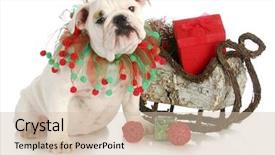  Presentation with cute christmas pug puppy dog - Audience pleasing PPT layouts consisting of dog sled - christmas puppy - english bulldog backdrop and a  colored foreground