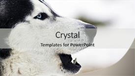  Presentation with dog sled - Theme featuring dog sled - siberian husky howling background and a light gray colored foreground