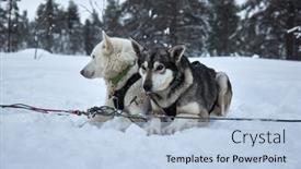  Presentation with dog sled - Slide set featuring dog-sled-dogs-resting background and a light blue colored foreground