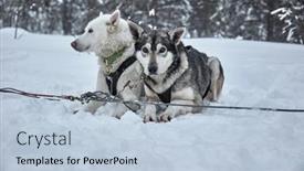 Presentation with dog sled - PPT layouts having dog-sled-dogs-resting background and a light blue colored foreground