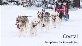  Presentation with dog sled - Slide set with dog sled race with huskies background and a sky blue colored foreground