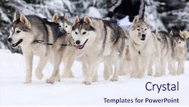  Presentation with dog sled - Presentation enhanced with dog sled race with huskies background and a sky blue colored foreground