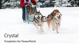  Presentation with dog sled - PPT theme consisting of dog sled race with huskies background and a cool aqua colored foreground