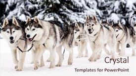  Presentation with dog sled - PPT layouts consisting of dog sled race with huskies background and a lemonade colored foreground