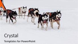 Presentation with dog sled - Theme with dog sled race with huskies background and a white colored foreground