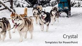  Presentation with dog sled - Slides with dog sled race with huskies background and a white colored foreground