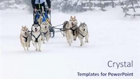  Presentation with dog sled - Presentation design consisting of dog sled race background and a sky blue colored foreground